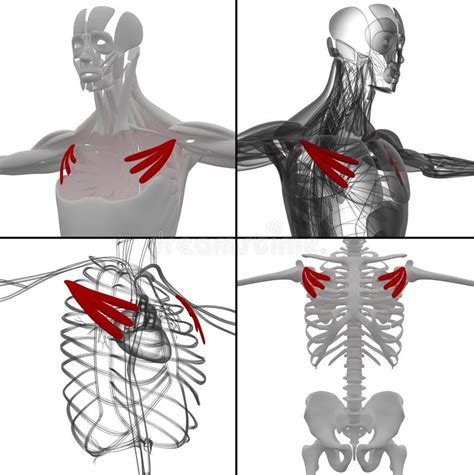 Pectoralis Minor Muscle Anatomy For Medical Concept 3d Illustration