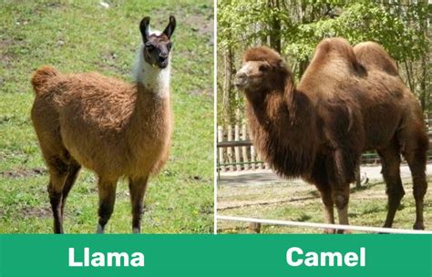 Llama Vs Camel Visual Differences And Overview With Pictures Pet Keen