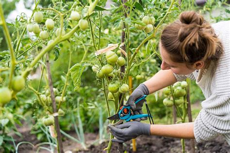 How And When To Prune Your Tomato Plants Gardeners Path