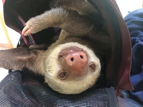 Slothy Sunday Saving Sloths Together Update