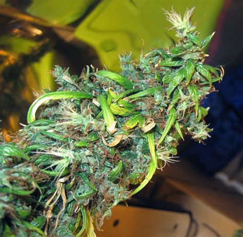 There is no specific, universal amount of cannabis consumption that would cause overdose in any particular individual. Preventing Nitrogen, Calcium & Magnesium Deficiencies ...
