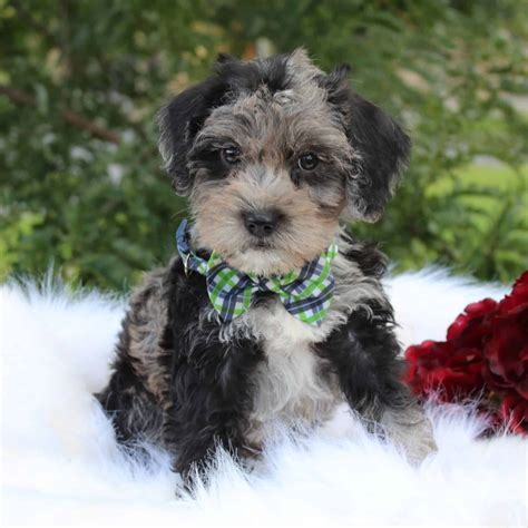 Schnoodle Mini Puppies For Sale Adopt Your Puppy Today Infinity Pups