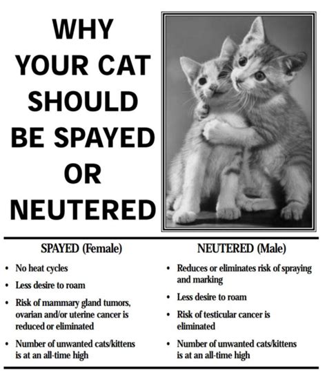 Free Clinics To Neuter Cats Cat Meme Stock Pictures And Photos