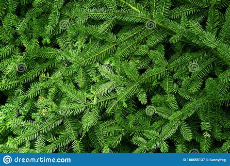 Background Of Green Coniferous Twigs Of A Christmas Tree Texture