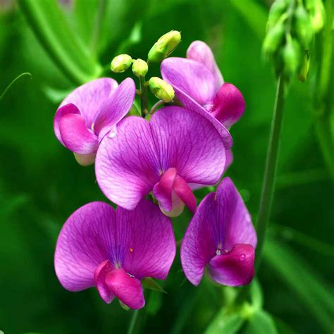 Albums 103 Pictures Photos Of Sweet Peas Flowers Stunning