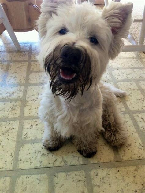 1193 Best Westie Images On Pinterest