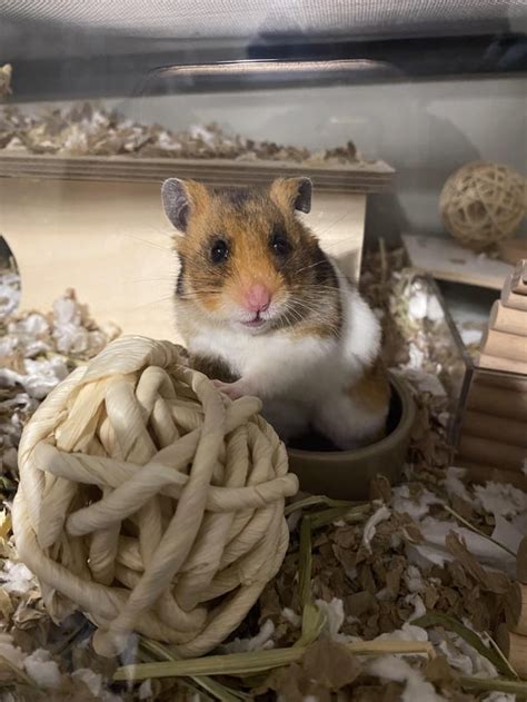 Things You Should Know Before Getting A Pet Hamster Pethelpful Art