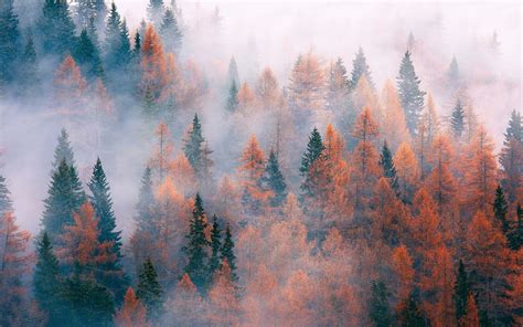 Forest Trees Fog Autumn Wallpaper Nature And Landscape Wallpaper