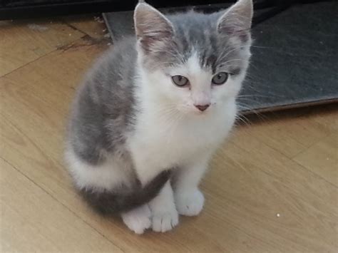 Visit or call your local veterinary clinics. Very cute fluffy kittens for sale | Chelmsford, Essex ...
