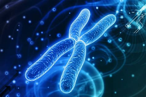 Los 13 Tipos De Anomalías Cromosómicas Estructurales Y Numéricas