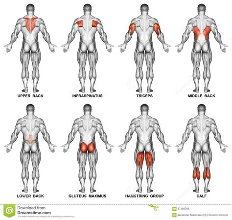 Muscle Groups To Workout