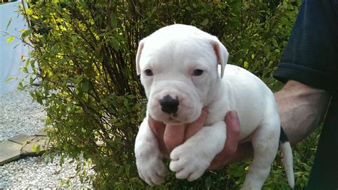 The american bulldog's face resembles a pit bull, but the muzzle is boxier and it finding the right american bulldog puppy can be dog gone hard work. AMERICAN BULLDOG PUPPIES- JOHNSON TYPE | Lydney ...