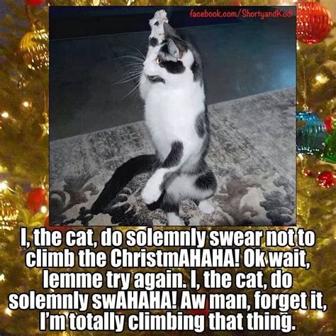 Cats Christmas Tree Oath Crazy Cats Cats Cat Memes