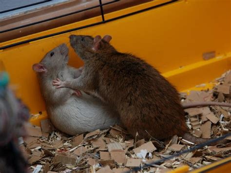 Male Rats Fighting Drawing Blood Marchingbanddrillchart
