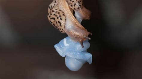 Bbc Earth The Strange And Sensational World Of Leopard Slug Sex