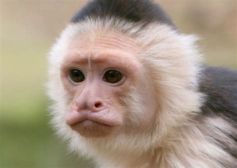 Cheeky Capuchin Monkey Explored Flickr Photo Sharing Capuchin