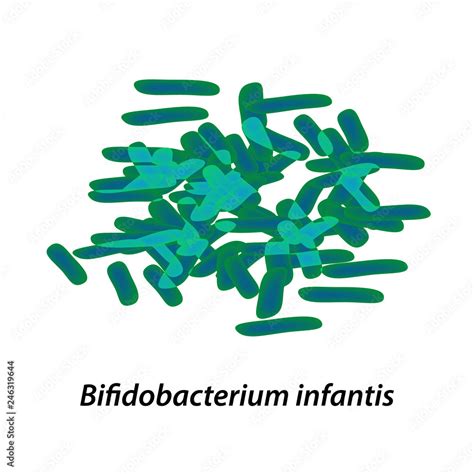 Bifidobacteria Bifidobacterium Infantis Probiotic Lactobacillus