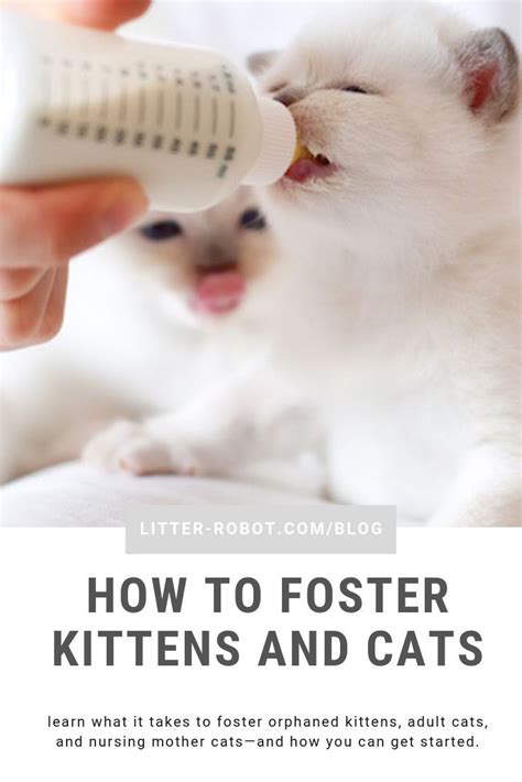 How To Foster Kittens And Cats Learn More On Litter Robot Blog In