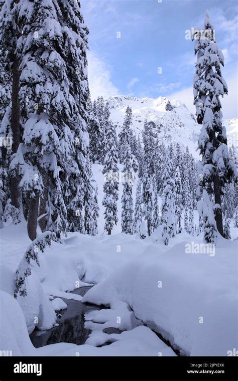 Vertical View Of Winter Wonderland Scene Of Snow Covered Evergreen