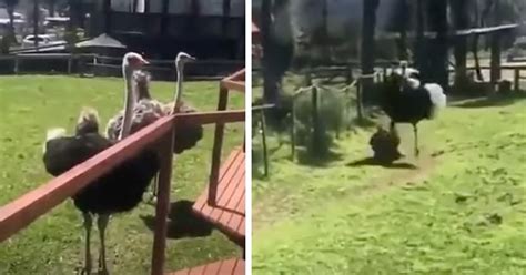 drunk dude jumps into ostrich enclosure gets leveled funny video ebaum s world