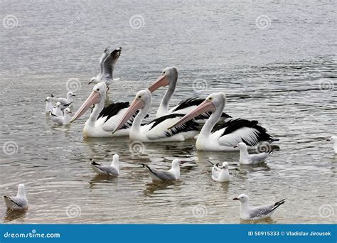 Australian Pelican Pelecanus Conspicillatus Stock Image Image Of