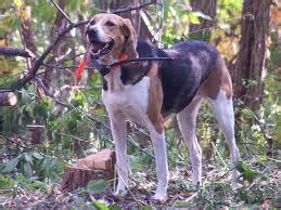 top dog breeds wallpaper american english coonhound