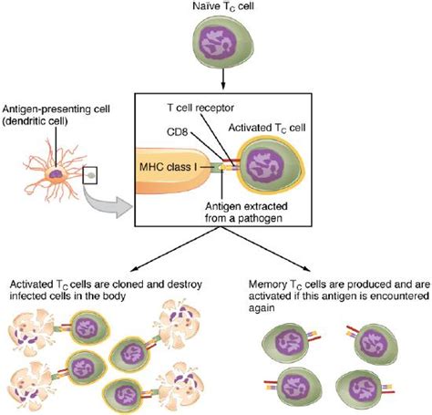 134 The Adaptive Immune Response T Lymphocytes And Their Functional