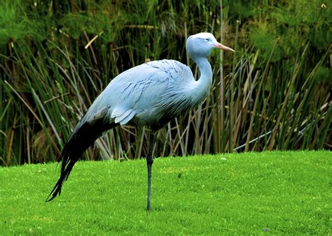 Blue Crane National Bird Of South Africa Slack12 Flickr