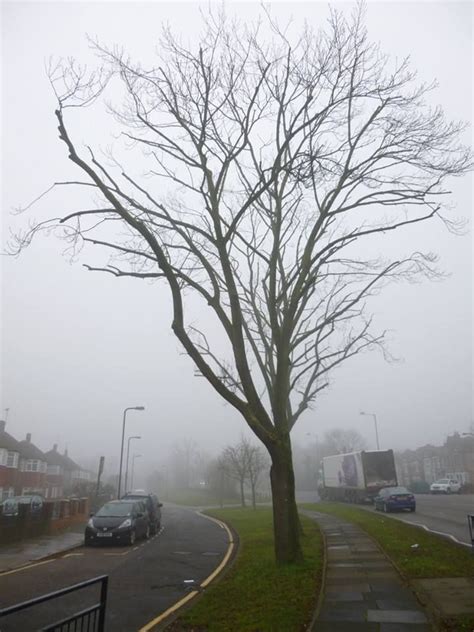 A Tree In The Middle Of A Road On A Foggy Day