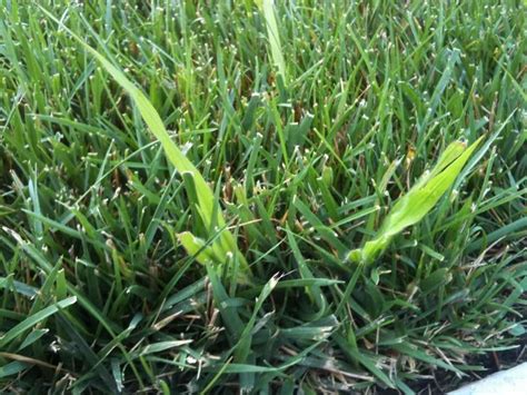 Grassy Weed Identification Lawn Care Forum