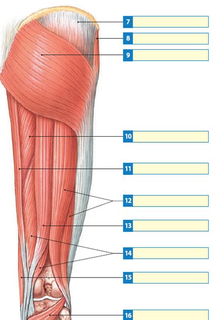 Leg Muscles Diagram Labeled Lower Leg Muscles Diagram Human Anatomy