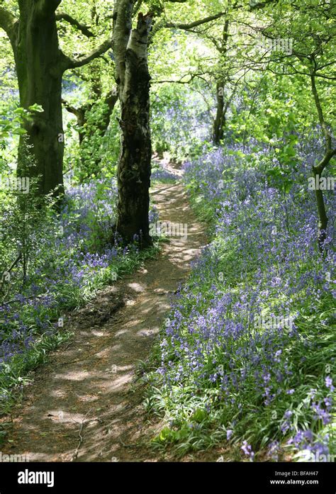 Bluebell Wood Hi Res Stock Photography And Images Alamy