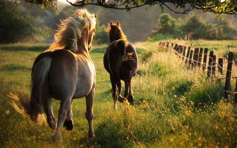 Horse Pics For Backgrounds Wallpaper Cave