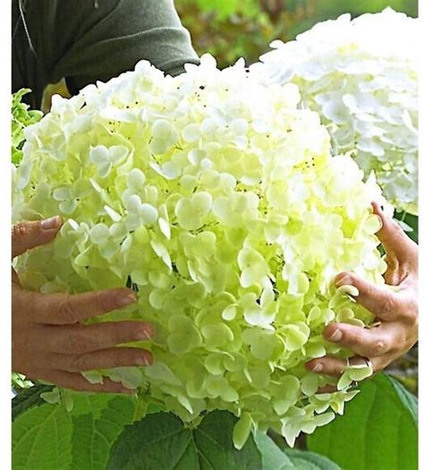 Torbogen garten wasserpumpe garten grundwasser whirlpool garten test strom im garten toms garten vertikal garten treppen im garten best of baldur garten versand cactus plants plants garten. Baldur-Garten Freiland-Hortensie Incrediball (1 Pflanze ...