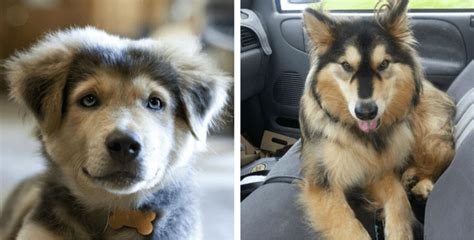 We did not find results for: 18 Breathtaking Husky Golden Retriever Mixes
