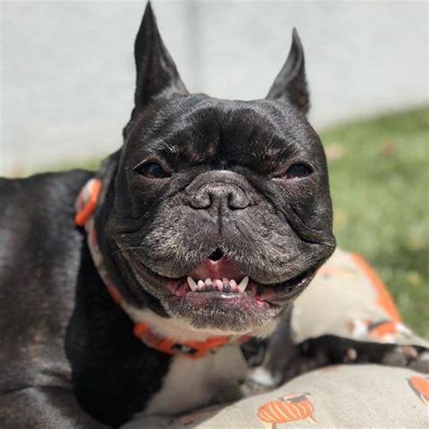 Pictures of our favorite little lovelies. Fascinating Facts About The French Bulldog Teeth ...