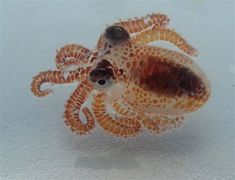 Us Scientists Find Tiny Baby Octopus Floating In Hawaii Rubbish Stuff