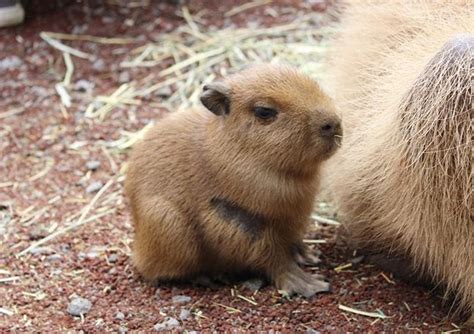 Capybara Man On Twitter Baby Capybara Capybara Baby Animals
