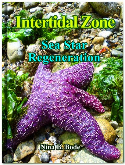 Intertidal Zone Sea Star Regeneration