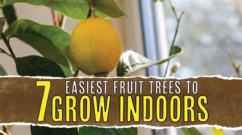 7 Easiest Fruit Trees To Grow Indoors And Where To Put Them Tree Journey