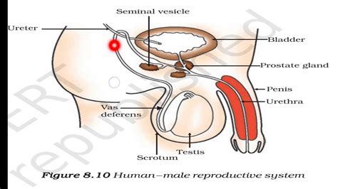 Male Reproductive System YouTube