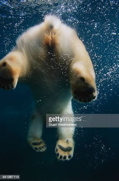 Polar Bear Feet Photos And Premium High Res Pictures Getty Images