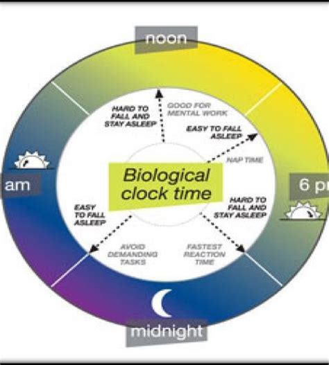 Biological Clock Time For Chronobiology Download Scientific Diagram