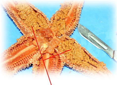 Solved Sea Star Dissection Name And Give A Function Of The