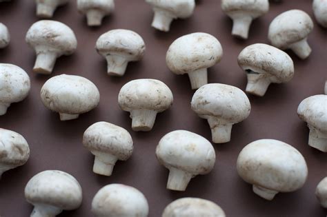 Free Stock Photo Of Neatly Arranged Fresh Button Mushrooms Stockmediacc