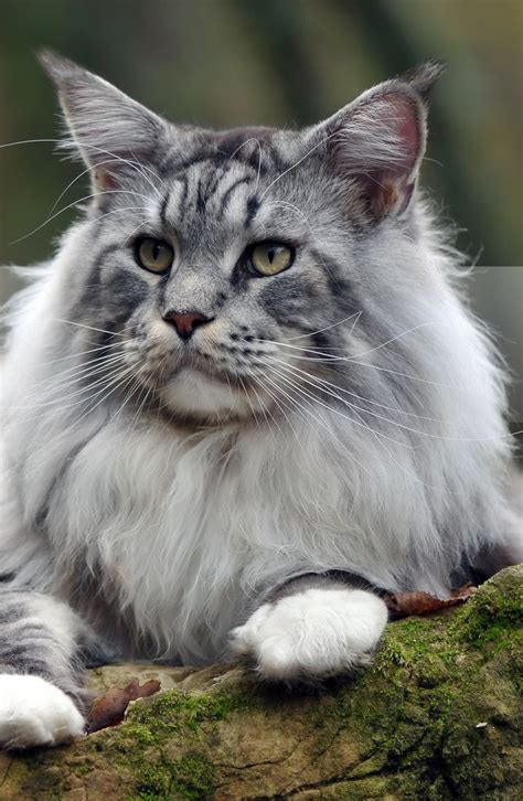 1000 Images About Maine Coon On Pinterest Maine Coon