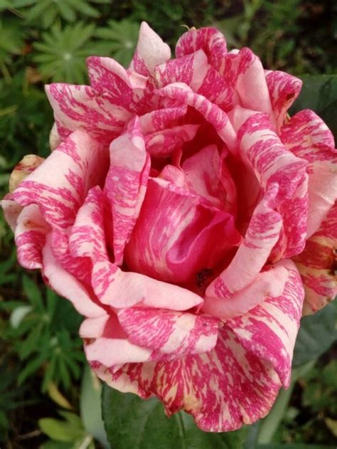 Free Picture Details Horticulture Pinkish Roses Shrub Leaf