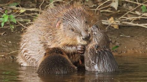 Englands First Wild Beavers In 400 Years Allowed To Stay In River Uk