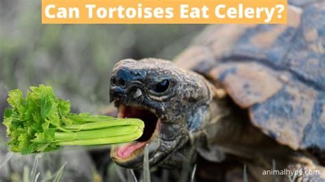 Can Tortoises Eat Celery Leafy Greens To Tortoise Cuisine Animal Hype