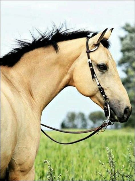 Wir zeigen ihnen ein super pre buckskin pferd, eines der besten pferde in dieser farbe mit einer fantastischen blutlinie, 168 cm und 4 yo. Buckskin ...I'm convinced they are the most beautiful ...